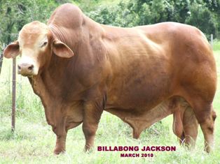 Billabong Jackson